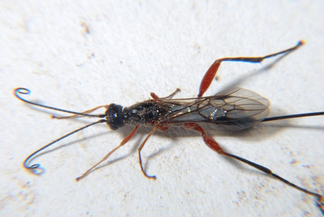 Braconide